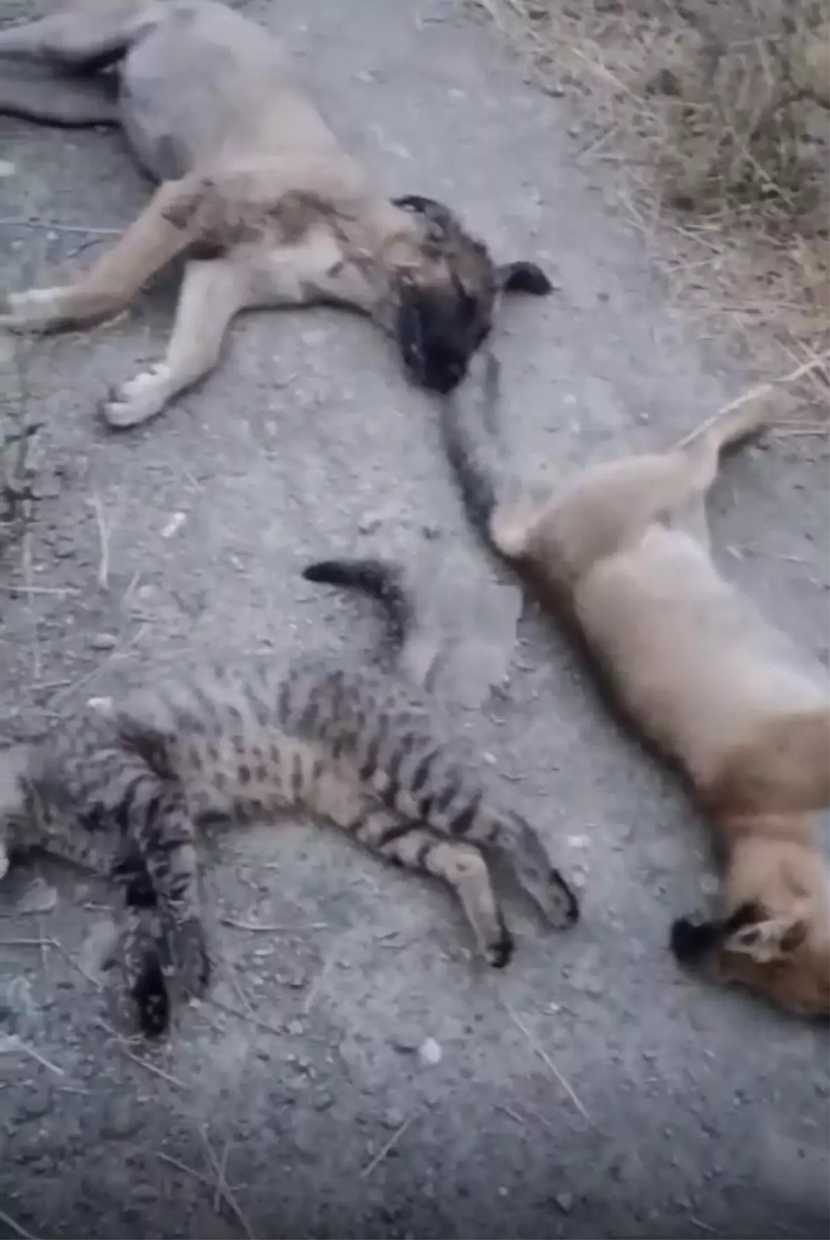 Yüksekova'da 10 Köpek, 5 Kedi ve 3 Tilki Zehirlenerek Öldürüldü
