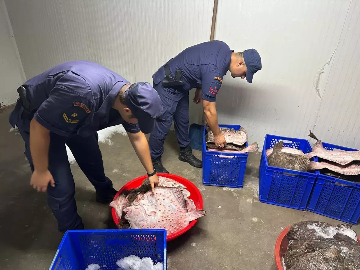 Zonguldak'ta Kaçak Avlanan 114 Kalkan Balığı Ele Geçirildi