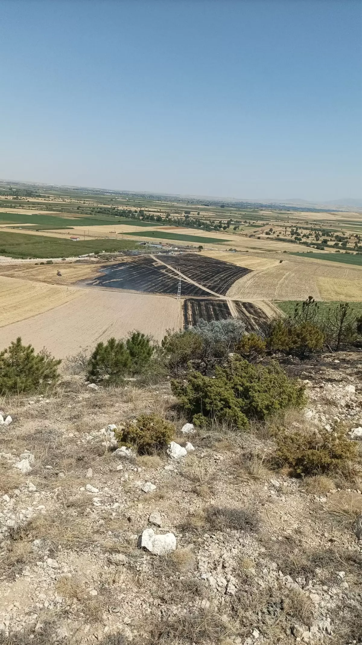 Konya'da Anız Yangını Ormana Sıçradı