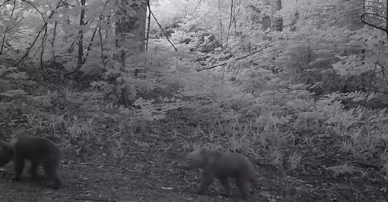 Bursa'da Fotokapanlara Yansıyan Anne Bozayı ve Yavruları