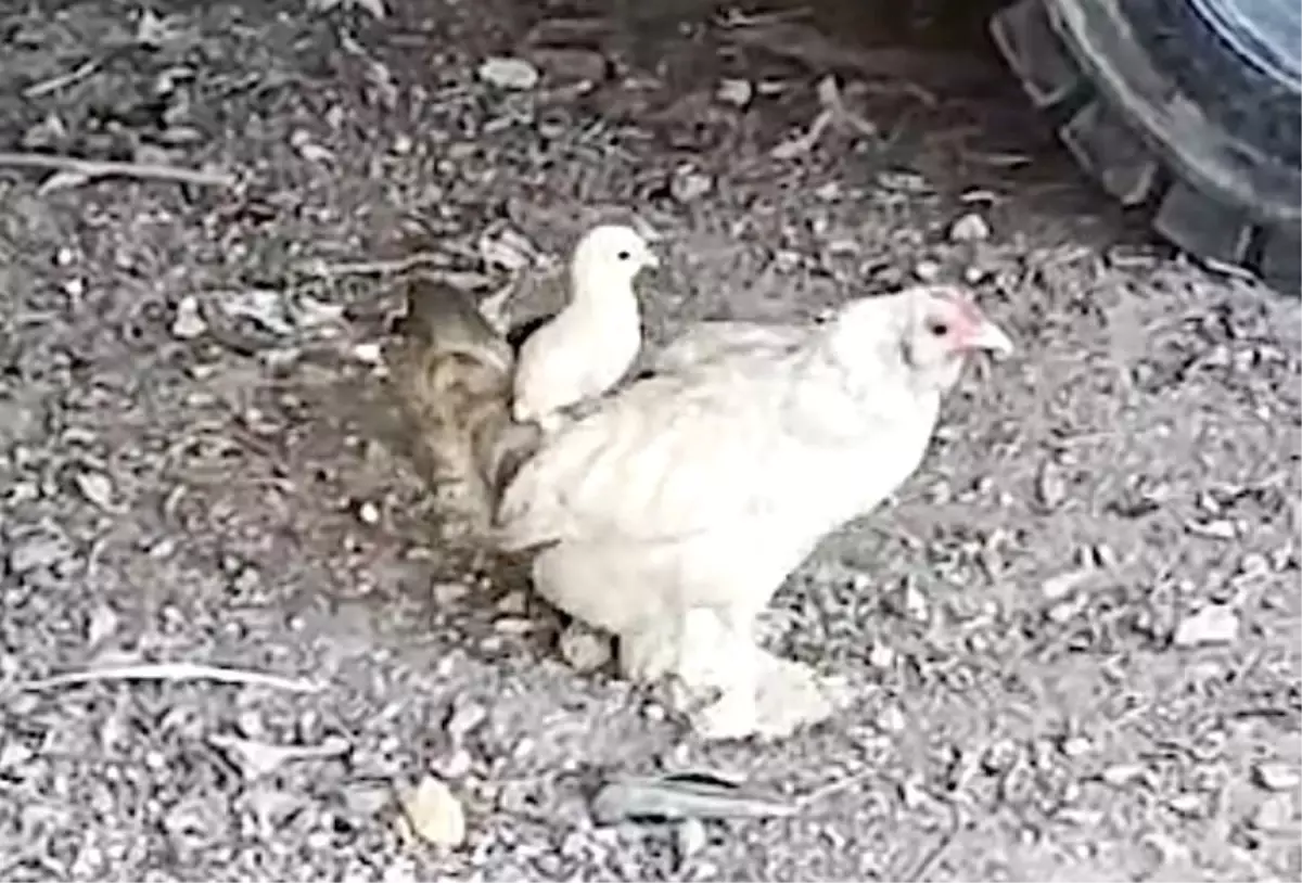 Tamirci Dükkanında Civcivlerin Keyifli Anları