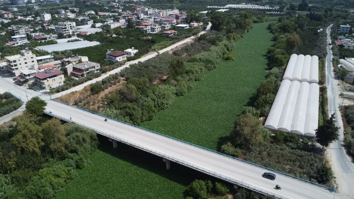 Asi Nehri Su Sümbülleriyle Kaplandı, Balık Ölümleri Yaşandı
