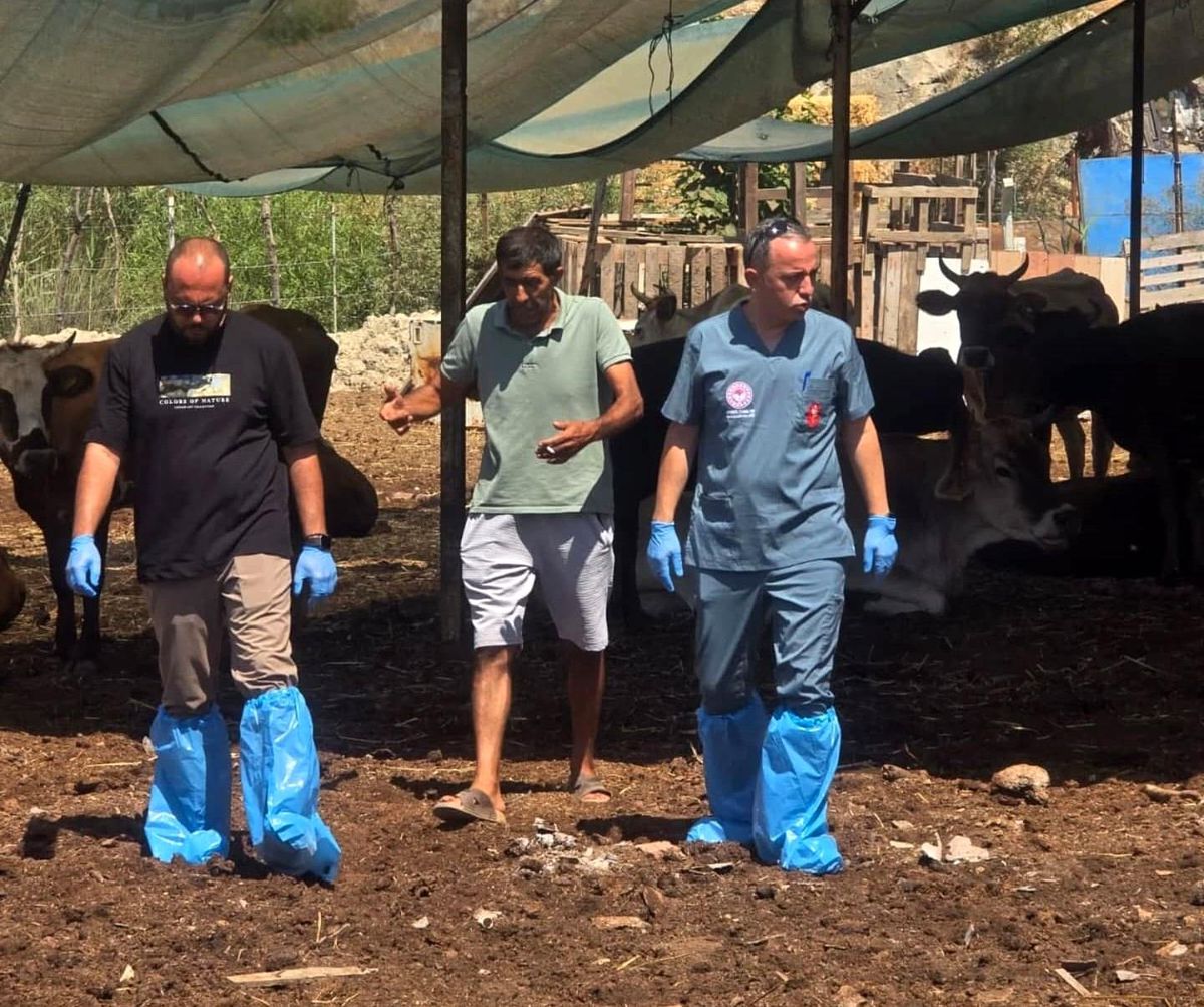 Aydın'da 509 Bin Büyükbaş Hayvan Şap Hastalığına Karşı Aşılanıyor