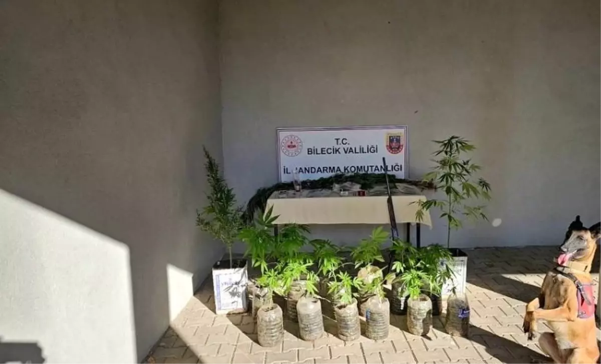 Bilecik'te Yasadışı Kenevir Ekimi Tespit Edildi