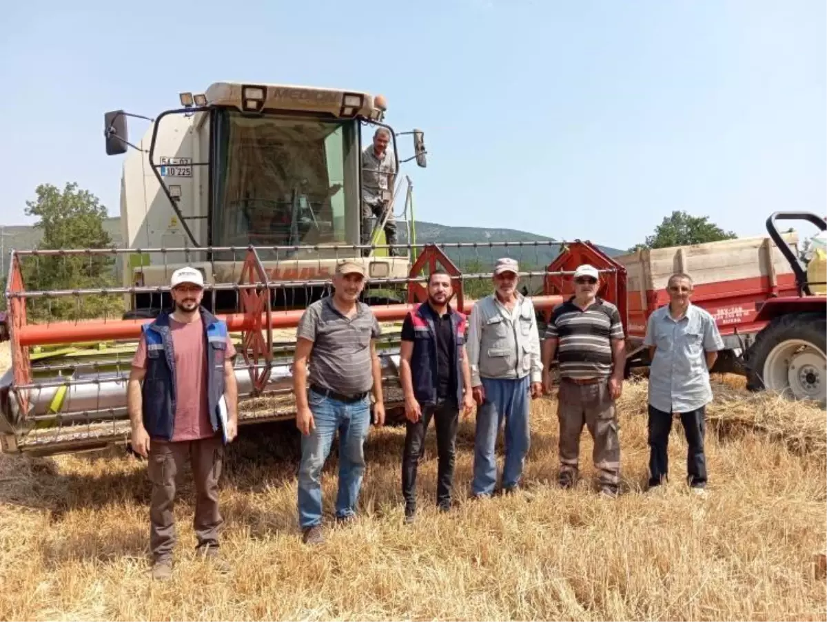 Gölpazarı'nda Hububat Hasadı Devam Ediyor