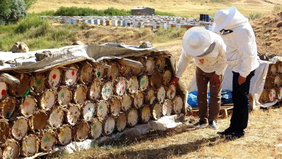 Van Arıcılar Birliği: Küresel Isınma Bal Verimini Tehdit Ediyor