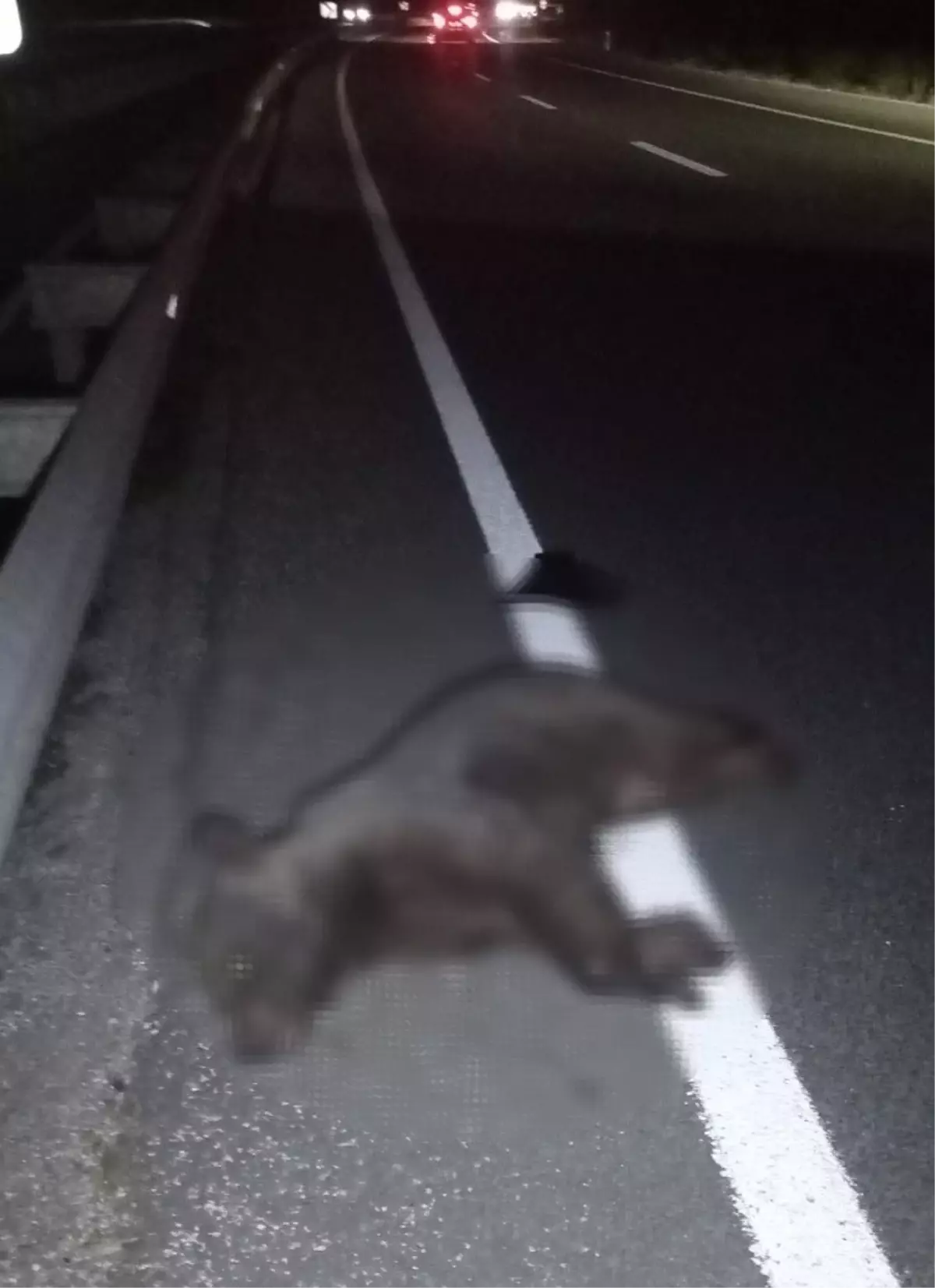Otomobilin Çarptığı Yavru Ayı Hayatını Kaybetti