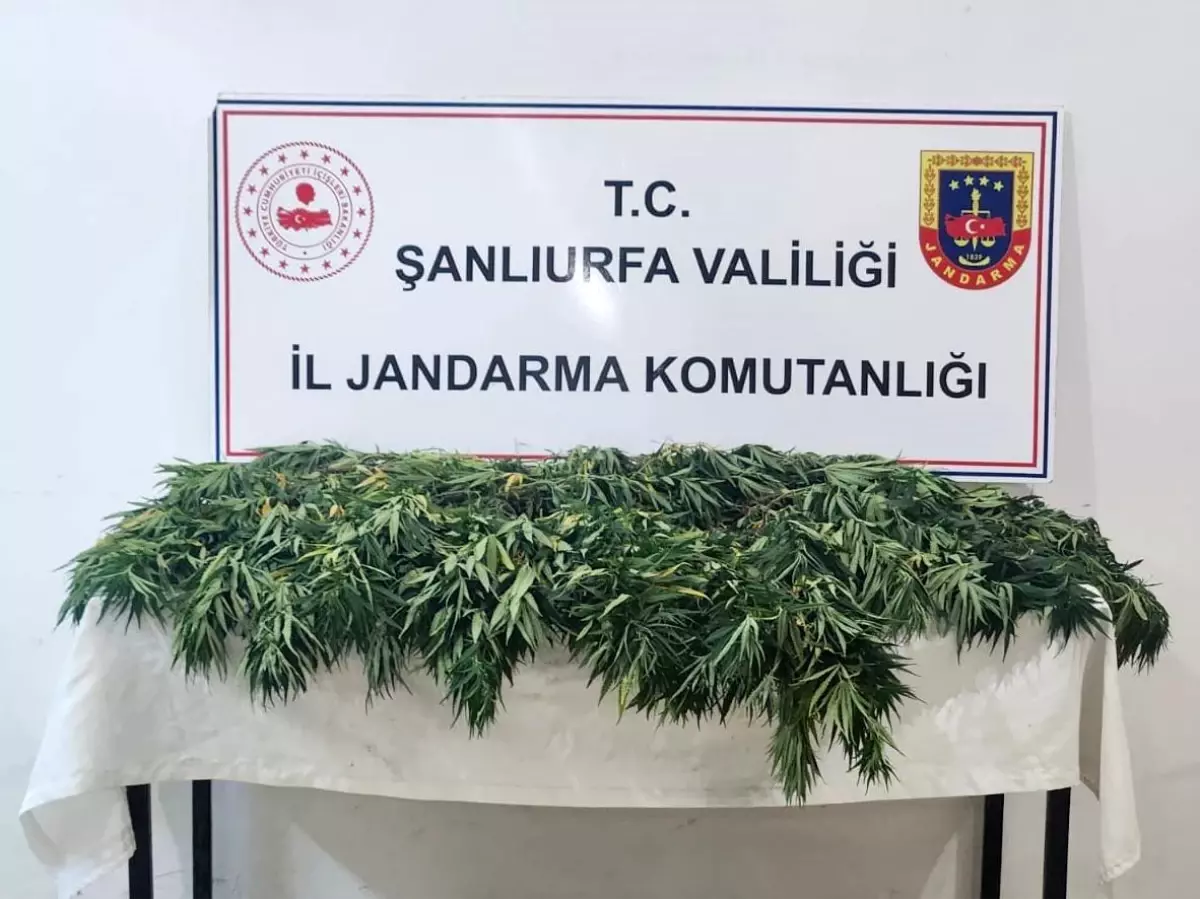 Şanlıurfa'da Uyuşturucu Operasyonu: 2652 Hap ve 41 Kenevir Bitkisi Ele Geçirildi