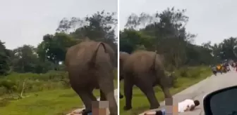 Selfie çekmek istediği filin saldırısına uğrayan turist ağır yaralandı