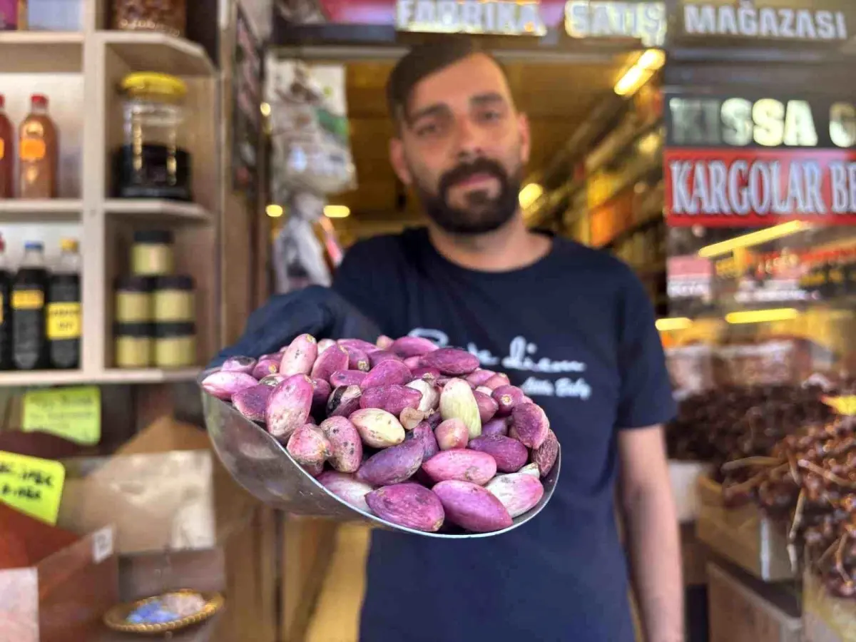 Gaziantep'te Antep Fıstığı Hasadı Başladı: Fiyatlar 500 Liradan Başlıyor