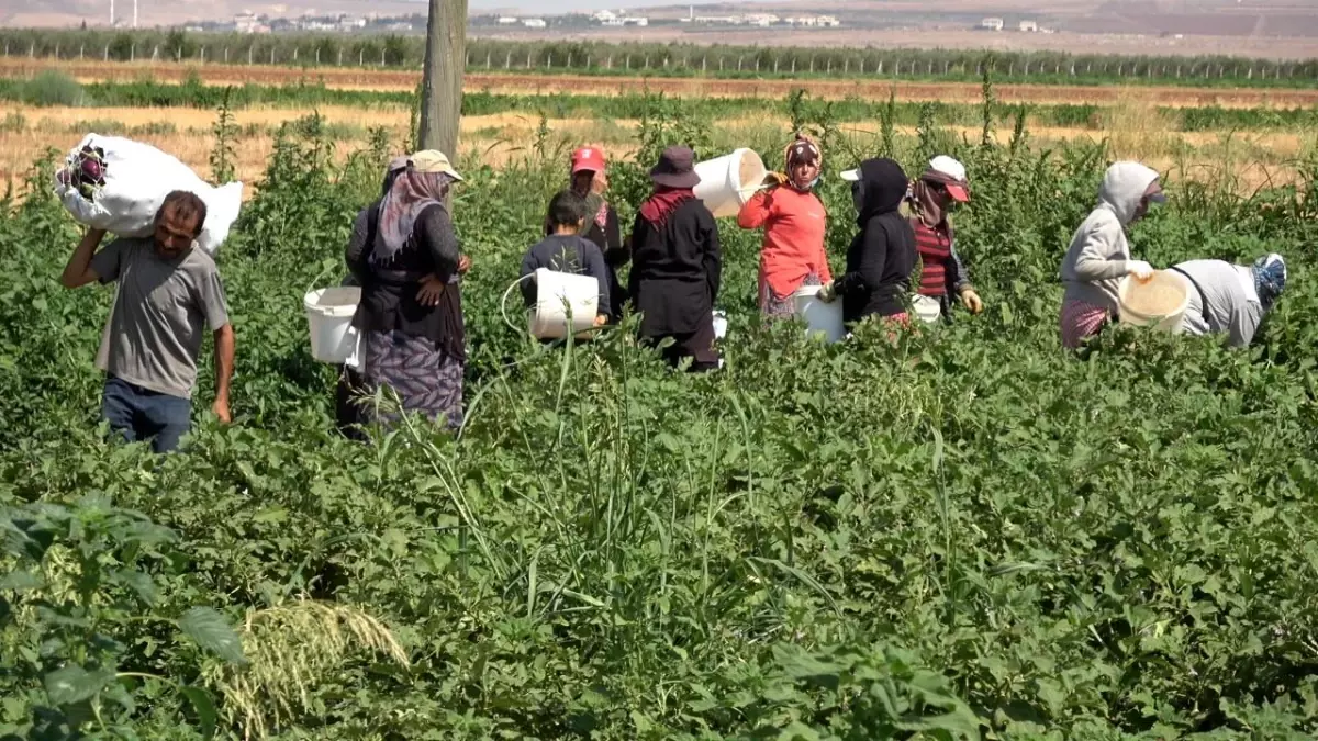 Türkmen Çiftçi, Yol Kenarındaki Karpuzları Ücretsiz Dağıtıyor