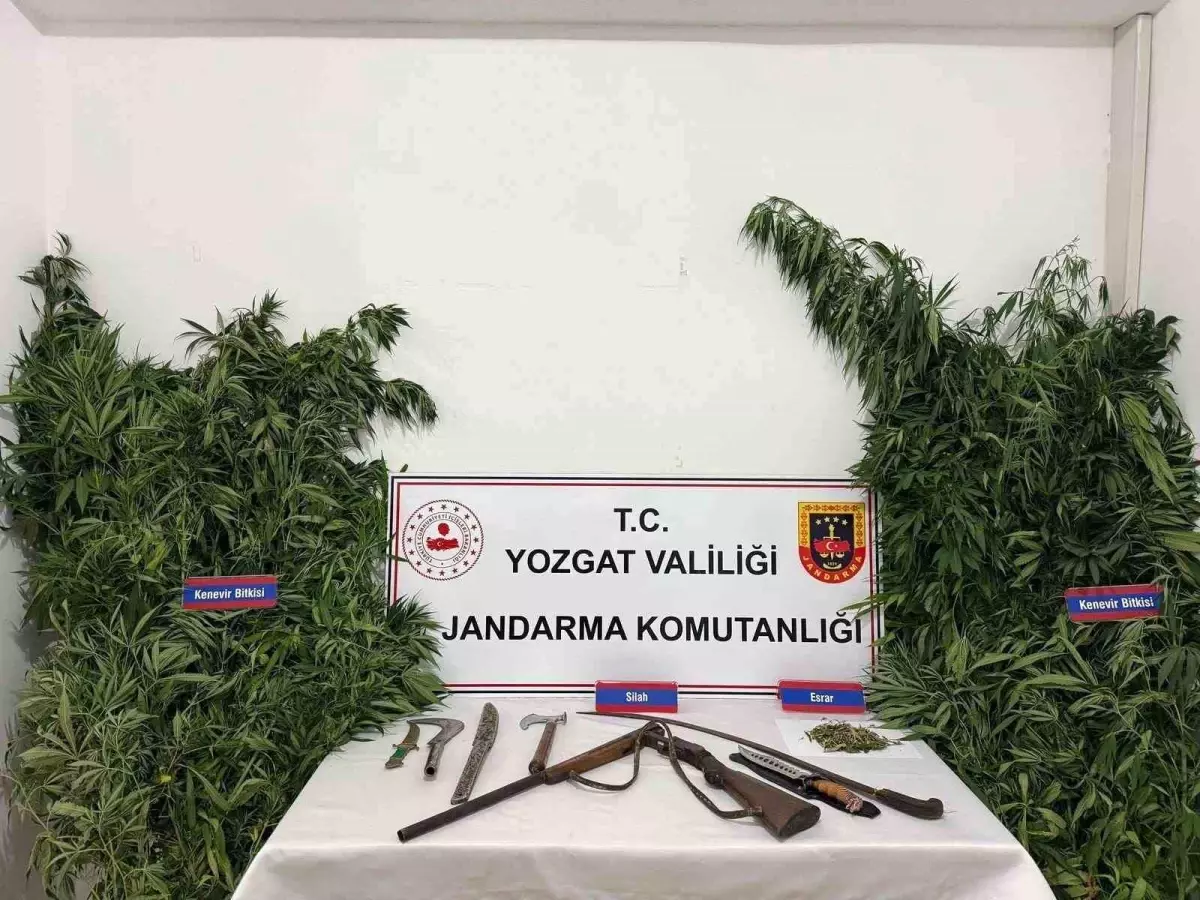 Yozgat'ta Kenevir Operasyonu: 243 Kök Ele Geçirildi