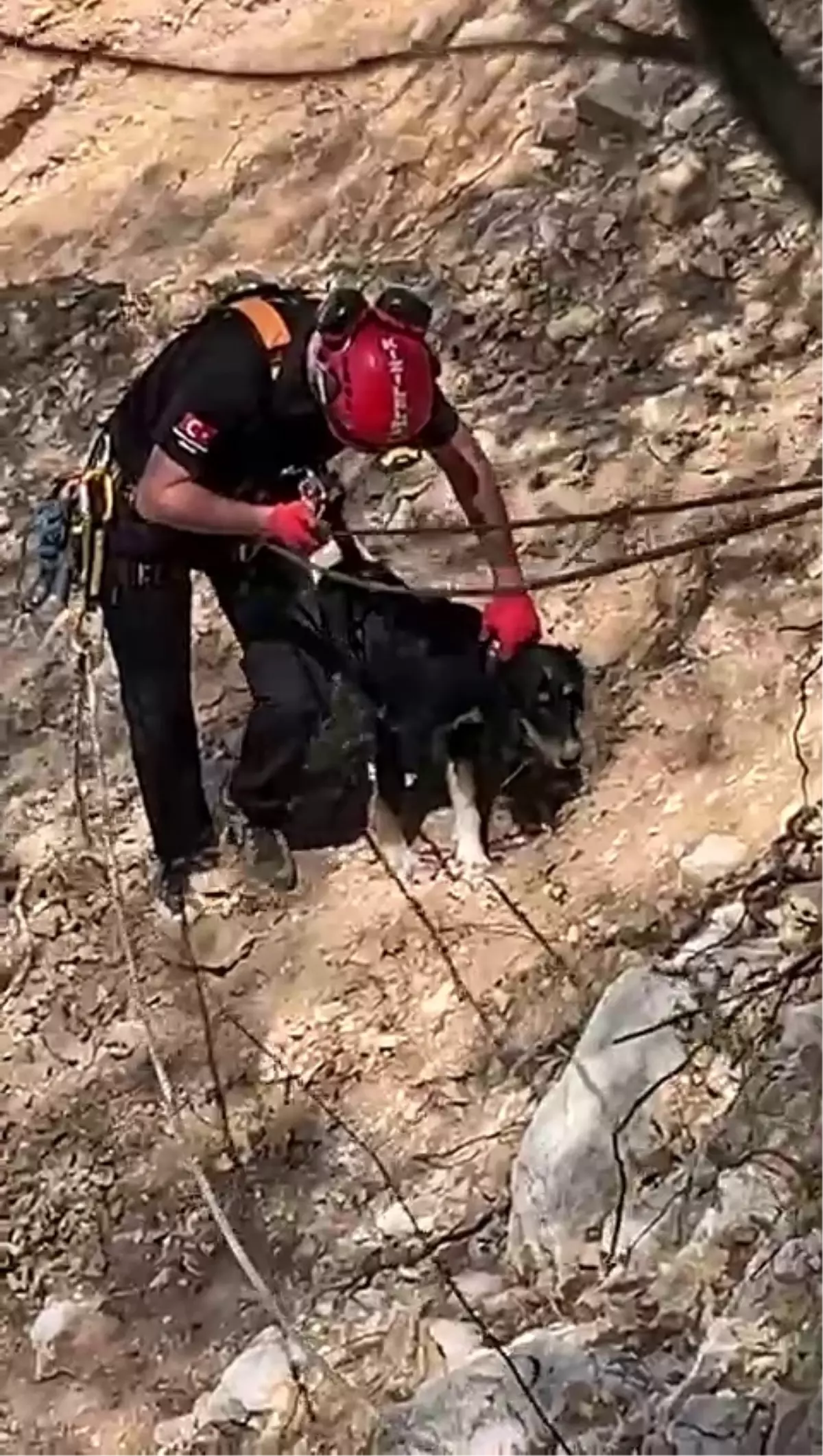 Yığılca'da Kaybolan 'Cesur' Köpek 3 Gün Sonra Kurtarıldı