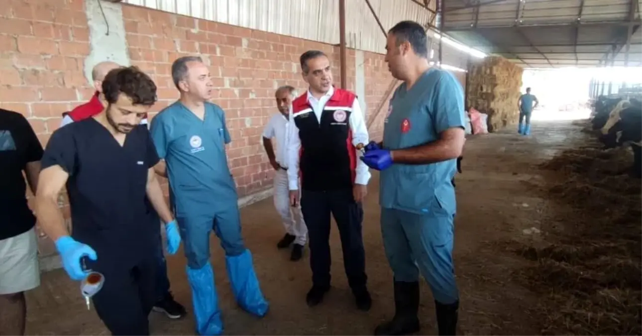 Aydın'da Şap Hastalığıyla Mücadelede Aşılama Çalışmaları Devam Ediyor