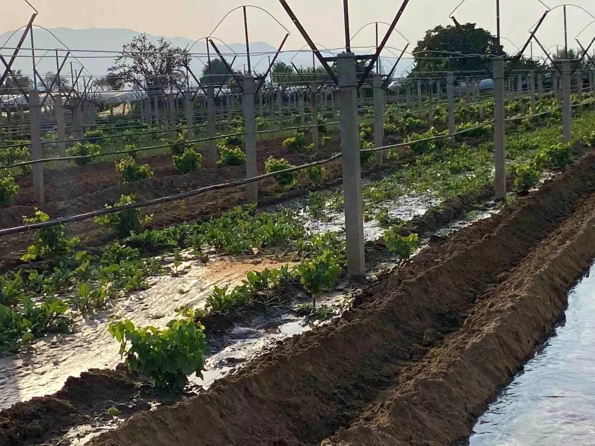 Sarıgöl'de Çiftçiler Kışlık Sebze Fidanlarını Toprakla Buluşturuyor