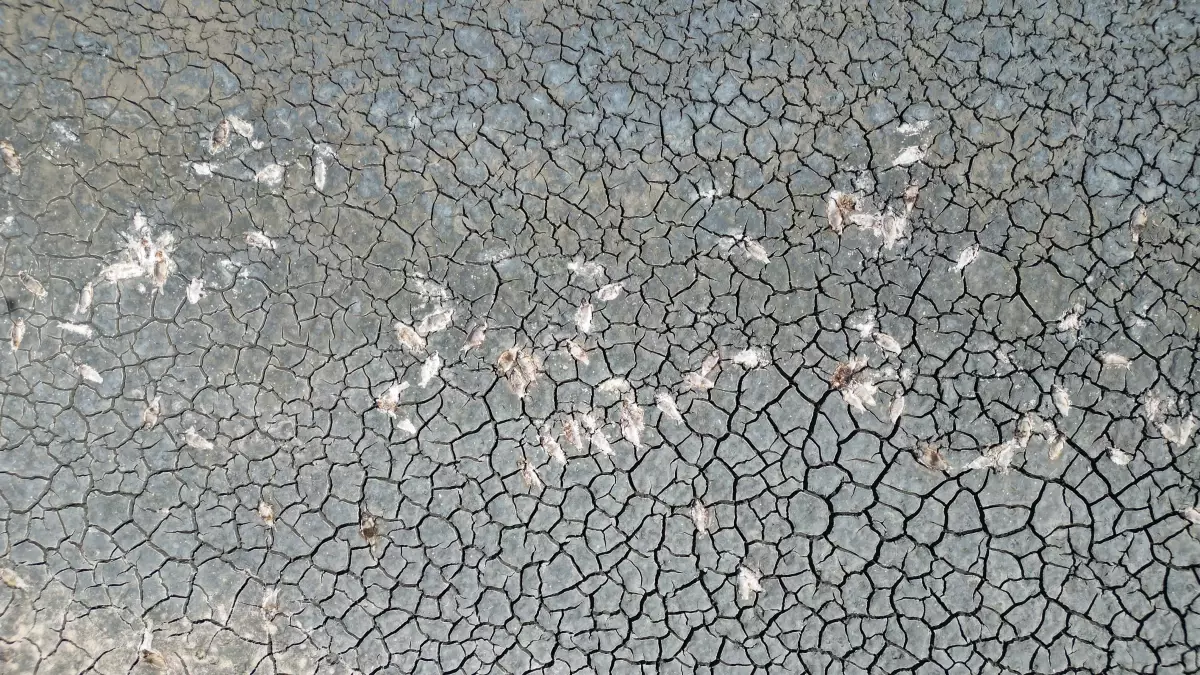 Ulaş Gölü'nde Kuraklık Tehlikesi, Yeni Su Kaynaklarıyla Çözüm Aranıyor