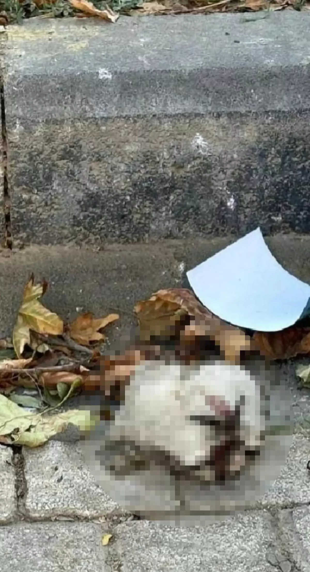 Turgutlu'da Bulunan Kedi Başı Hayvanseverlerin Tepkisini Çekti
