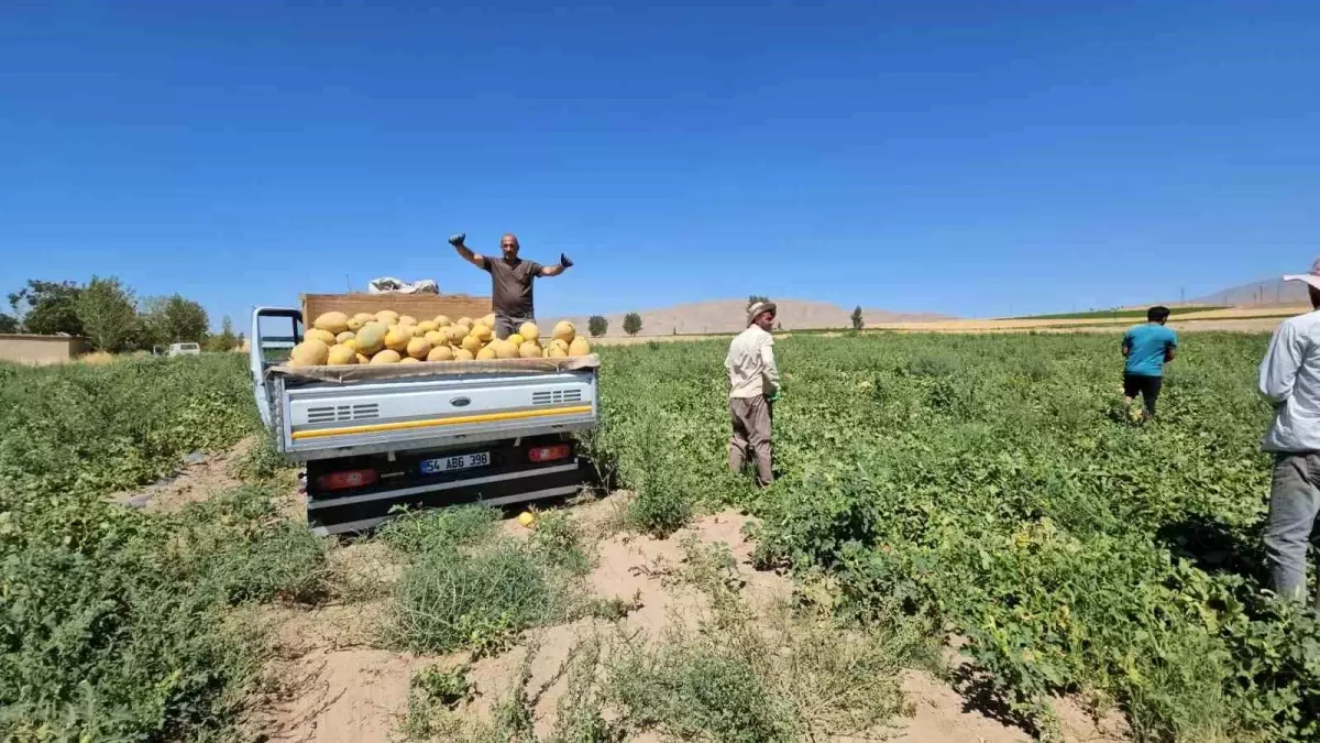 Adilcevaz Bal Kavunu Hasadına Başlandı