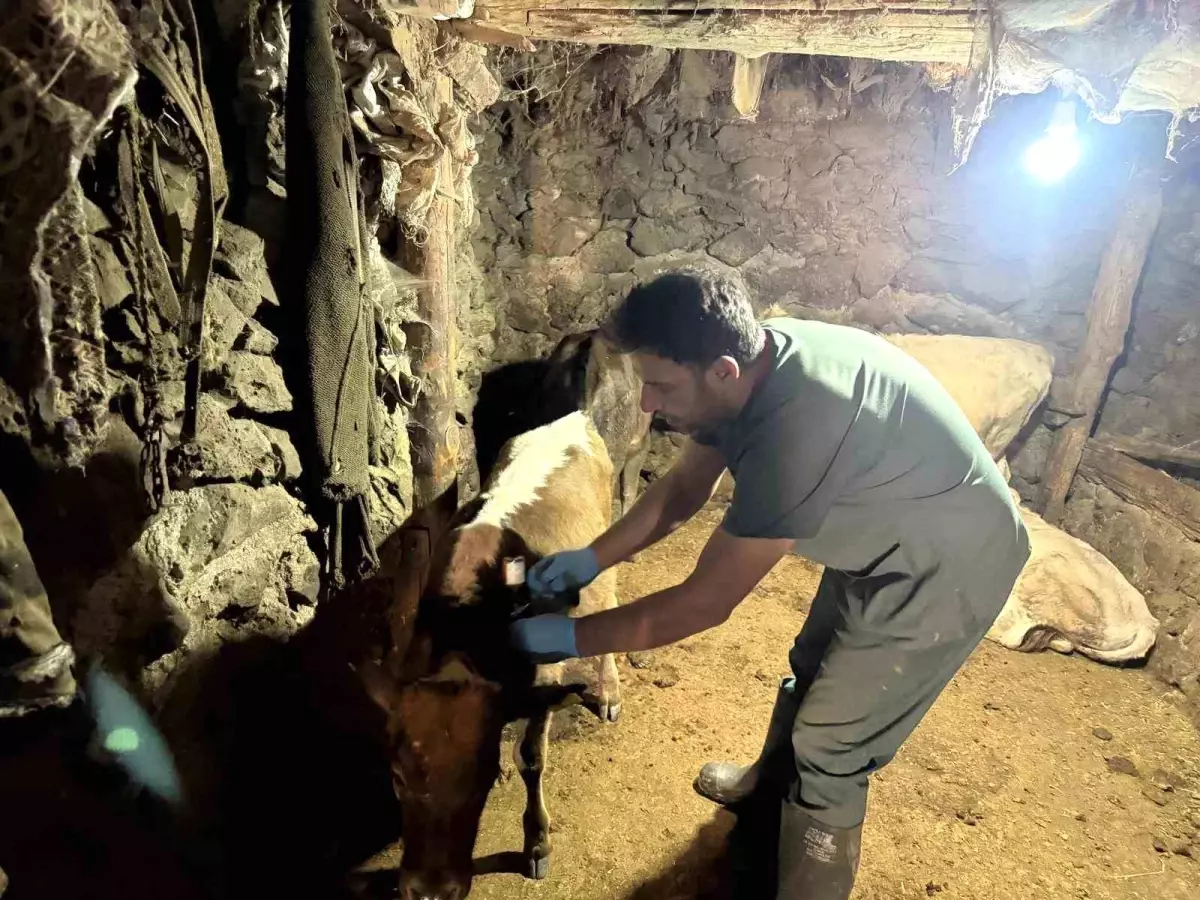 Ağrı'da Şap Hastalığına Karşı Aşılama Çalışmaları Devam Ediyor