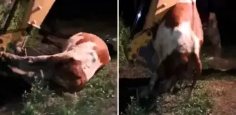 Ardahan'ın çöküşü! Gömülen sadece hayvanlar değil, umutlar ve emekler de toprağa karışıyor