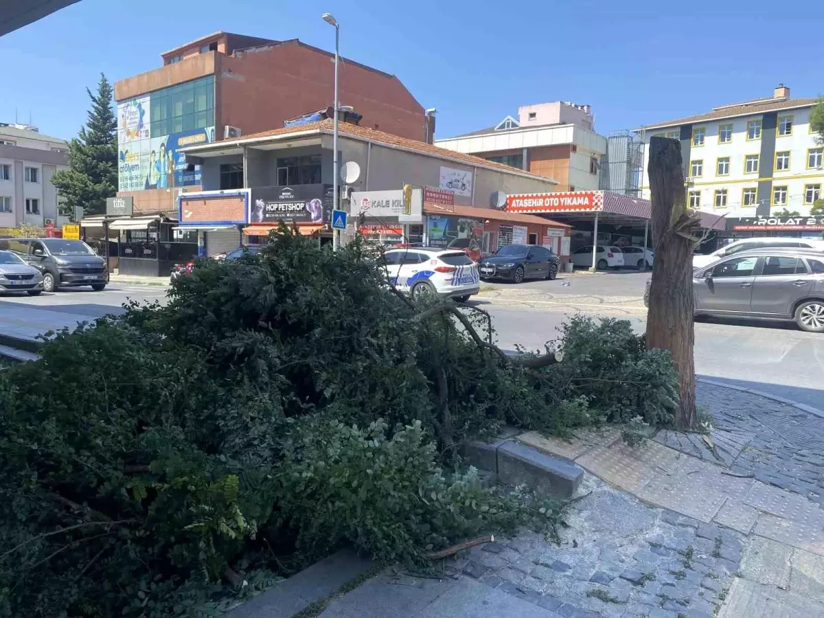 İstanbul'da Kuvvetli Rüzgar Ağaç Devirdi