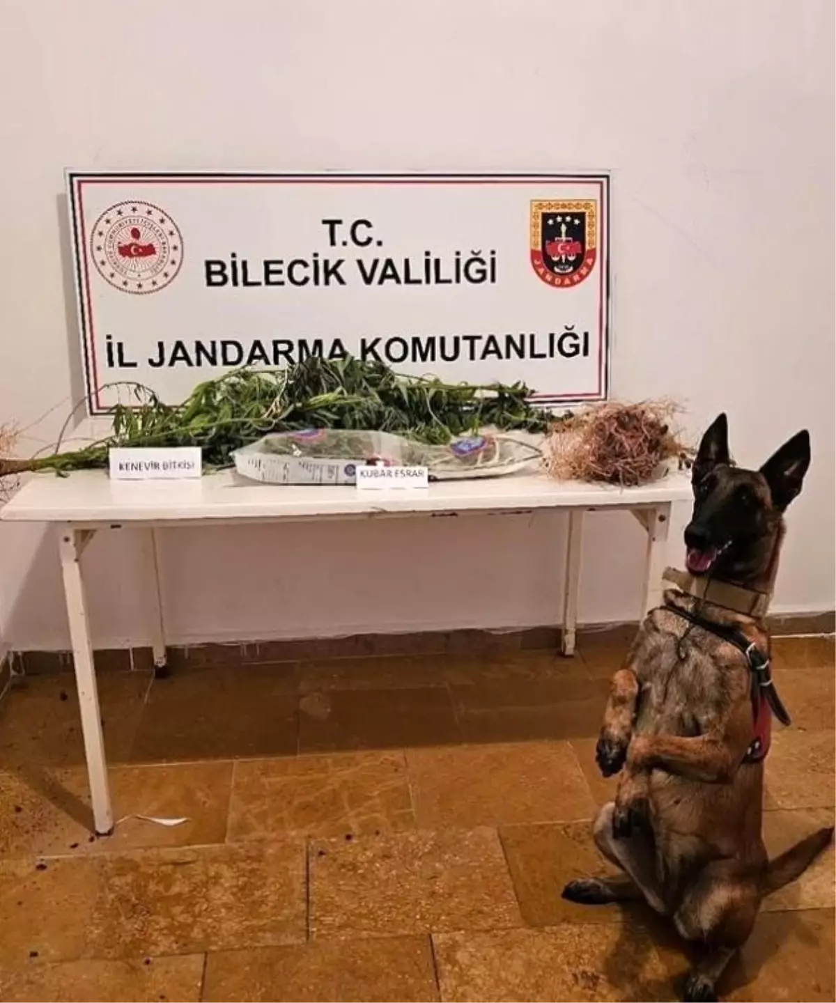 Bilecik'te Yasa Dışı Kenevir Ekimi Operasyonu