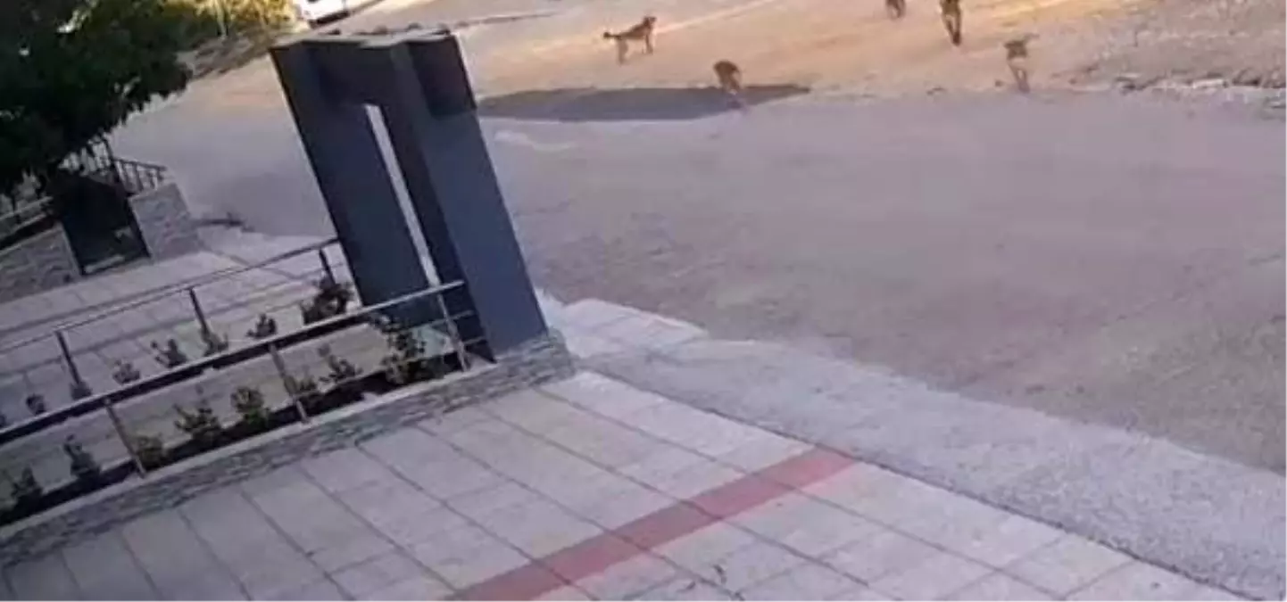 Bursa'da Sahipsiz Köpekler Saldırdı, Vatandaşlar Panikledi