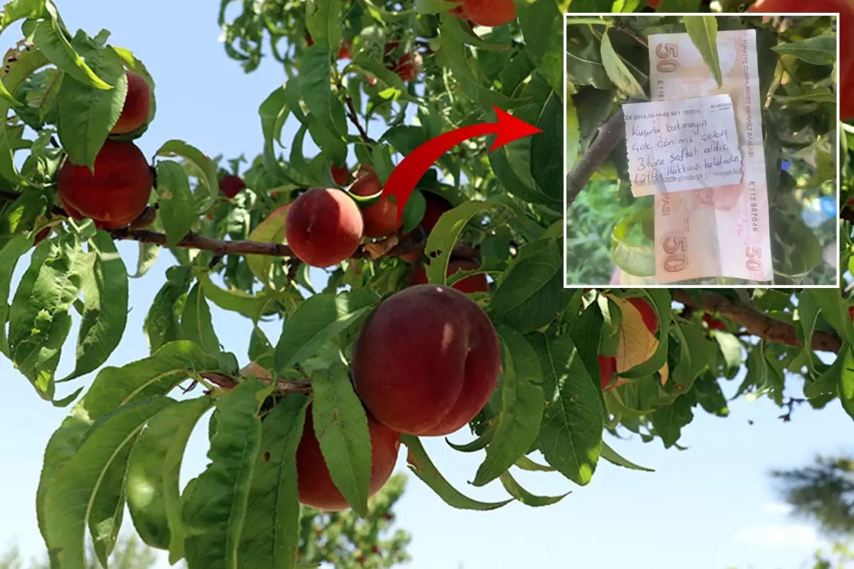 Canı çektiği için ağaçtan şeftali alan vatandaş, çiftçiye para ve not bıraktı