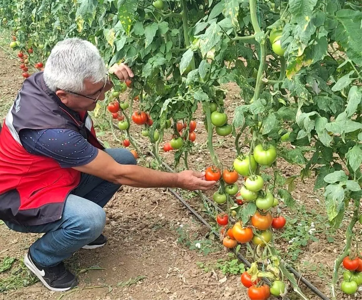 Simav Eynal Domatesi'nin Üretim Seraları Denetlendi