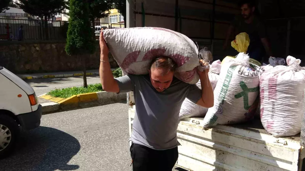 Giresun'da Fındık Fiyatları TMO'nun Üzerine Çıkmaya Başladı