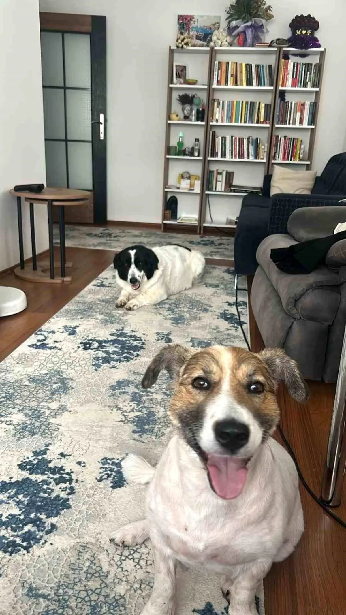 Depremzede İki Köpek, Yıllar Sonra Aynı Evde Buluştu