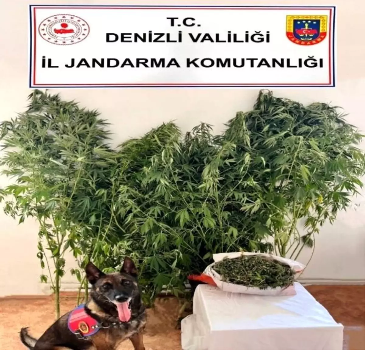 Denizli'de Uyuşturucu Operasyonu: 24 Kök Kenevir ve 2.650 Gram Esrar Ele Geçirildi