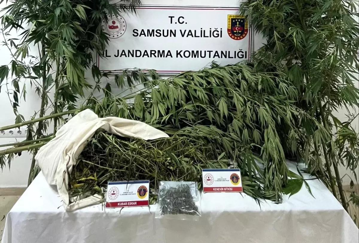 Samsun'da Uyuşturucu Operasyonu: Kenevir ve Esrar Ele Geçirildi
