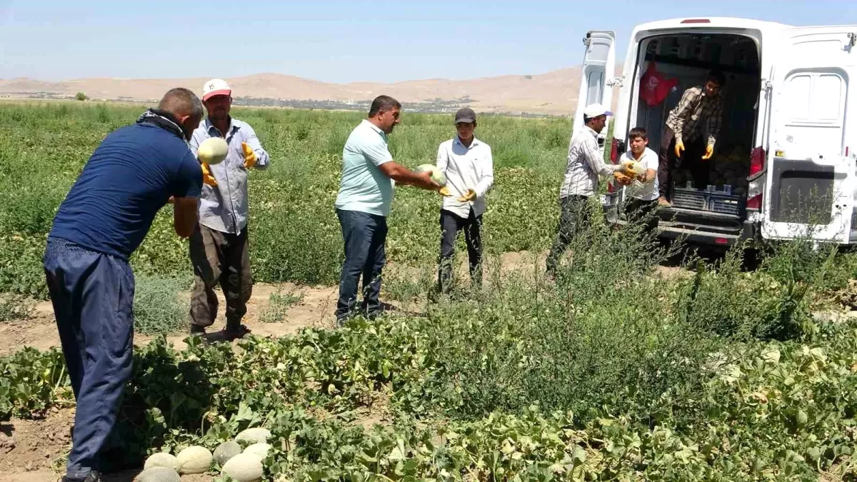 Sıhke Kavununun Hasadı Başladı