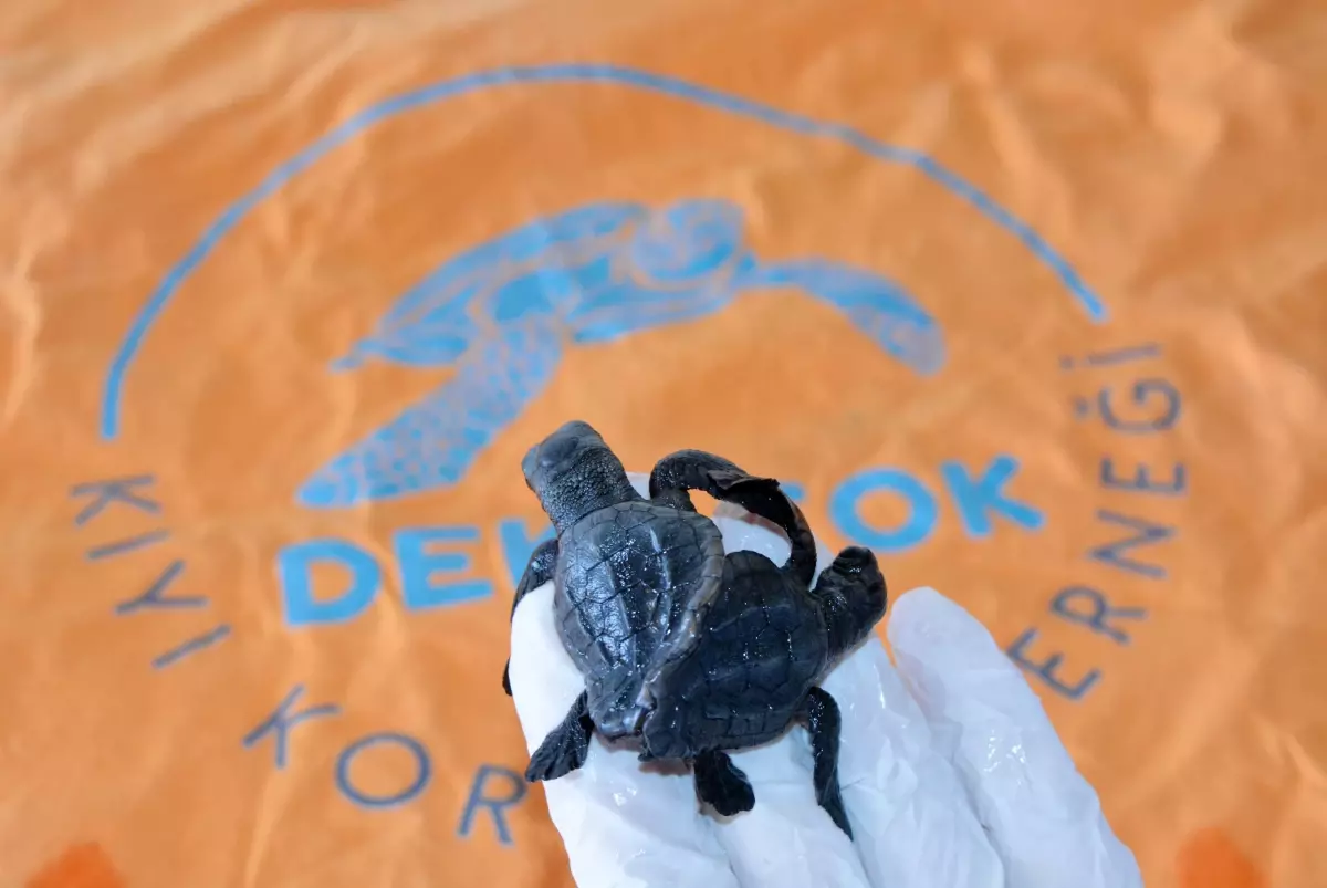 Antalya'da Siyam İkizi Caretta Yavruları bulundu