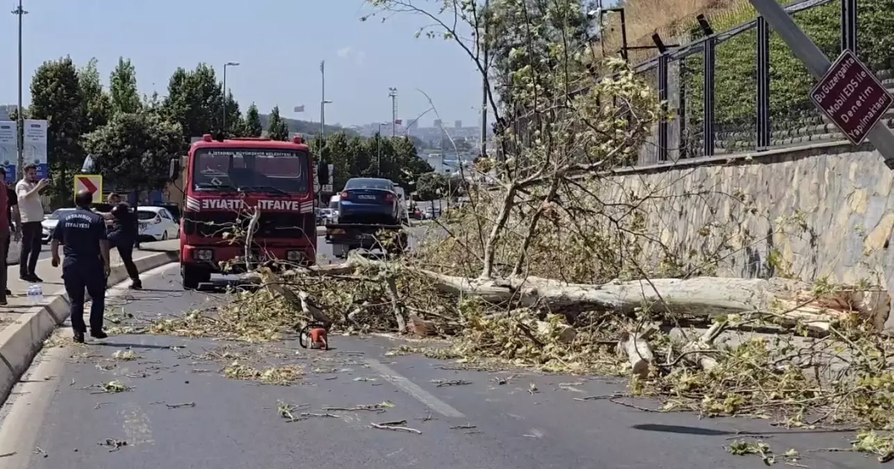 Üsküdar'da Kuvvetli Rüzgar Ağaç Devirip Otomobilin Üzerine Düşürdü