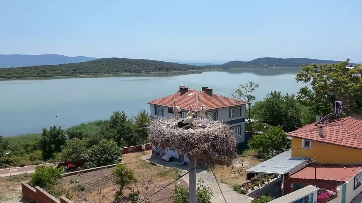 Yaren Leylek'in Yavruları Göç Yolculuğuna Çıktı