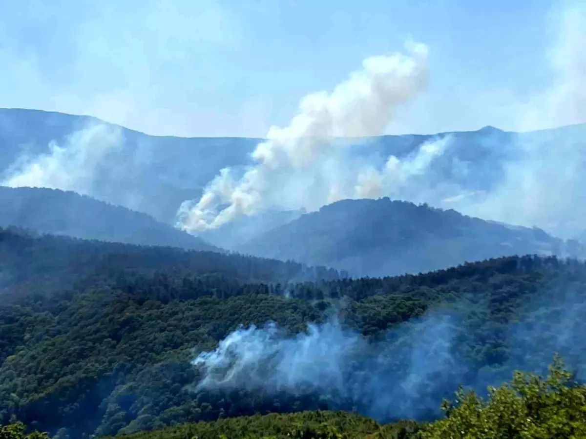 Kocaeli'de Orman Yangınına Büyük Müdahale Devam Ediyor