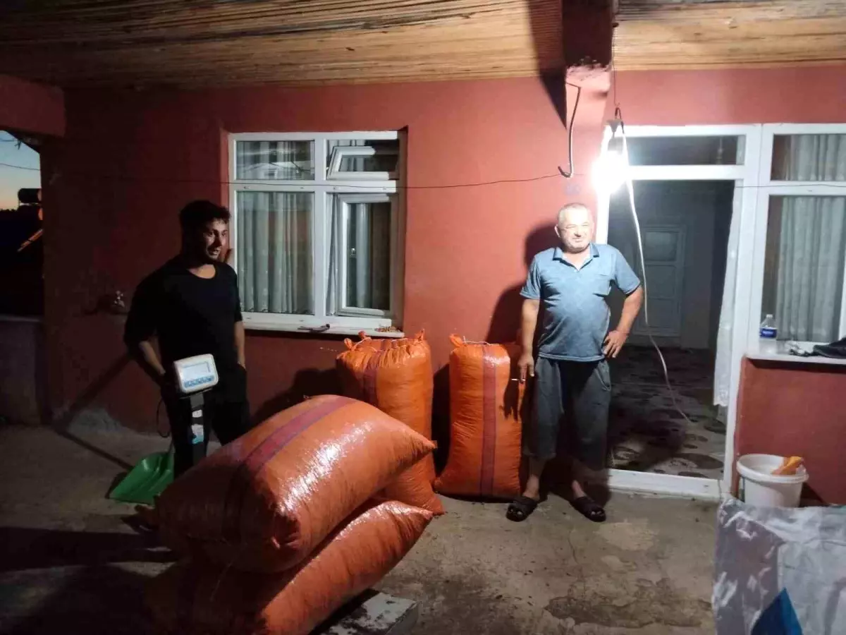 Zonguldak'ta Yılın İlk Fındık Mahsulü Alındı