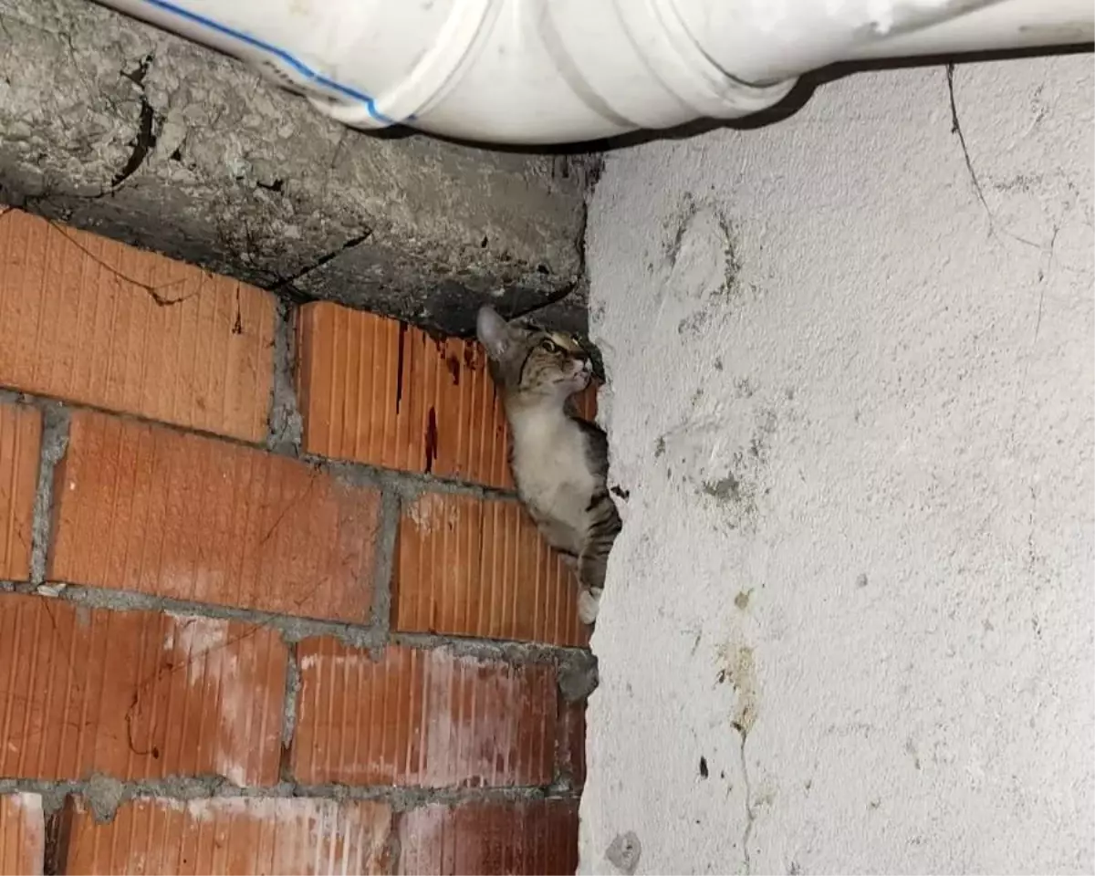 Eskişehir'de Anne Kedi ve 4 Yavruyu İtfaiye Kurtardı