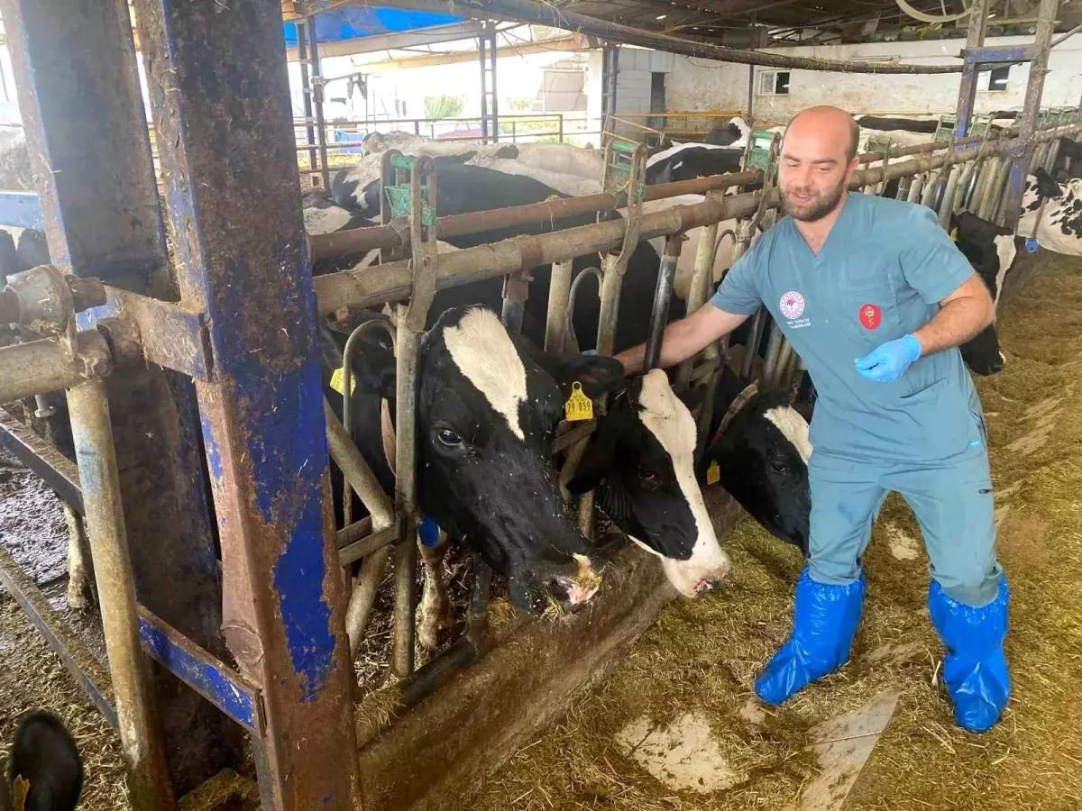 Aydın'da Şap Hastalığına Karşı Aşılama ve Biyogüvenlik Önlemleri Devam Ediyor