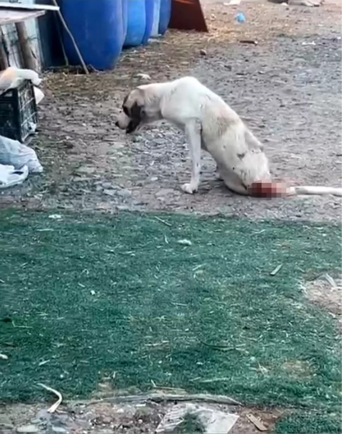 Esenyurt'ta Çoban Köpeklerine Silahlı Saldırı