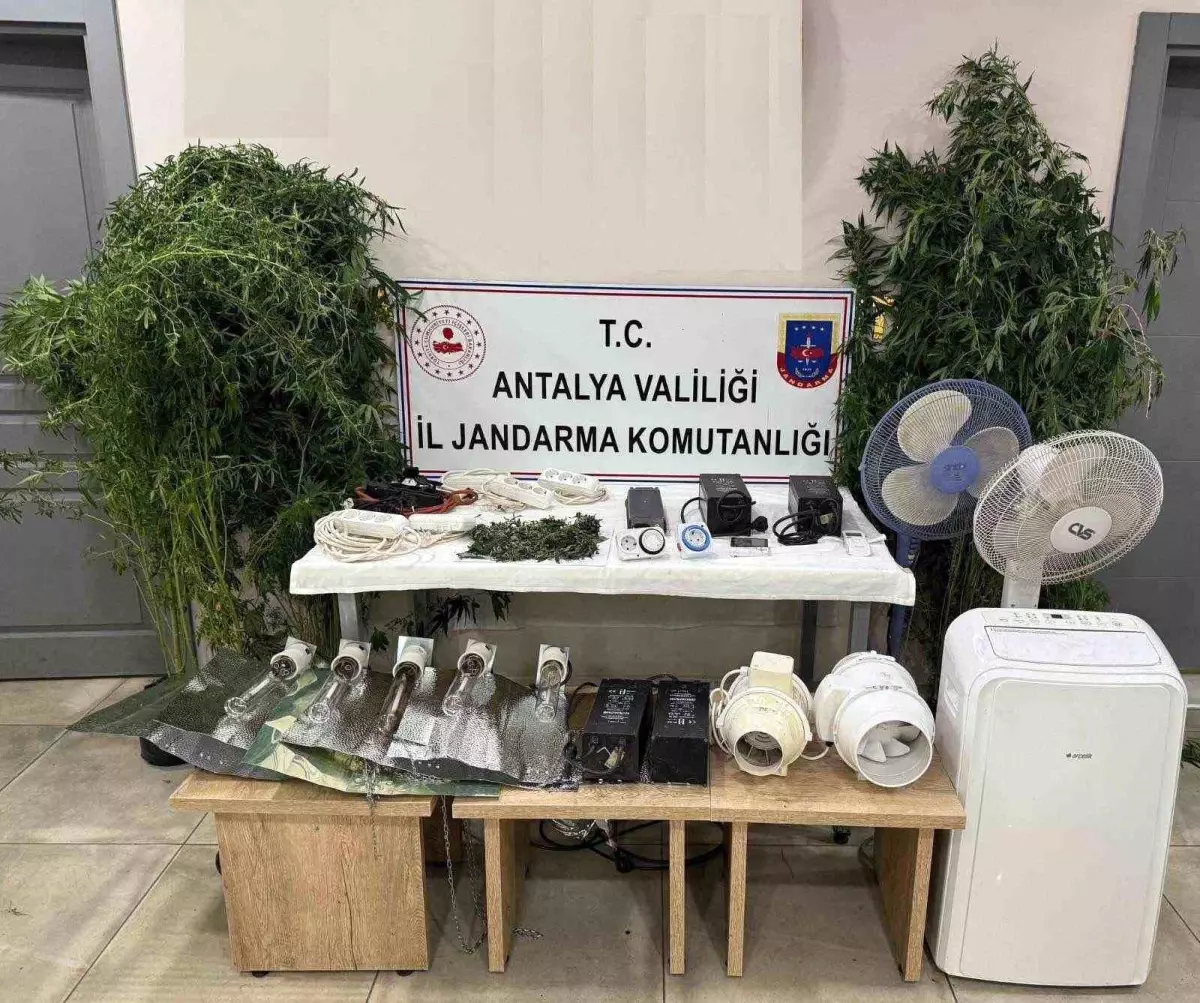 Manavgat'ta Uyuşturucu Operasyonu: Kenevir Yetiştiren Şüpheli Yakalandı