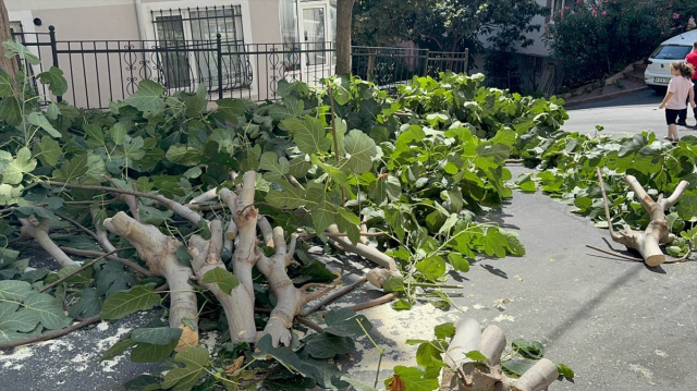 The storm hit Istanbul! Trees fell, Gülhane Park was closed