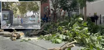 İstanbul'da fırtına alarmı! Ağaçlar devrildi, Gülhane Parkı kapatıldı