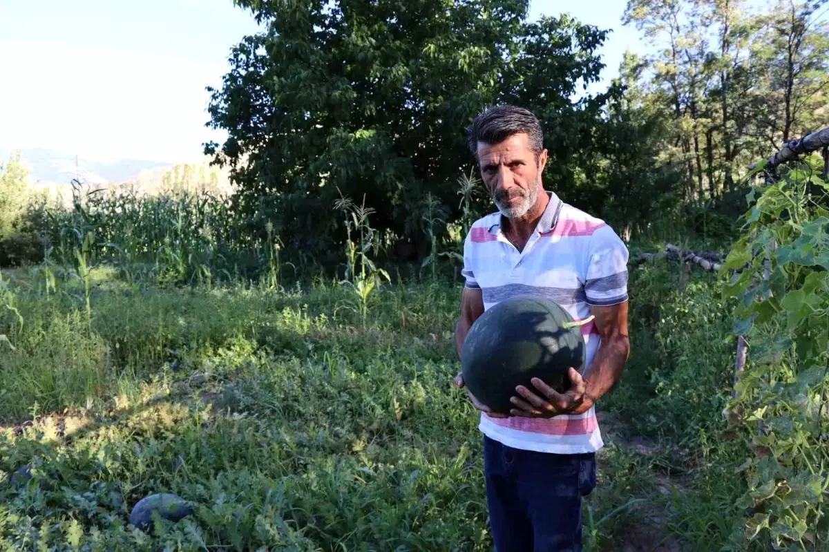 Yerli Üretim Karain Karpuzları Tarladan Sofralara Ulaşıyor