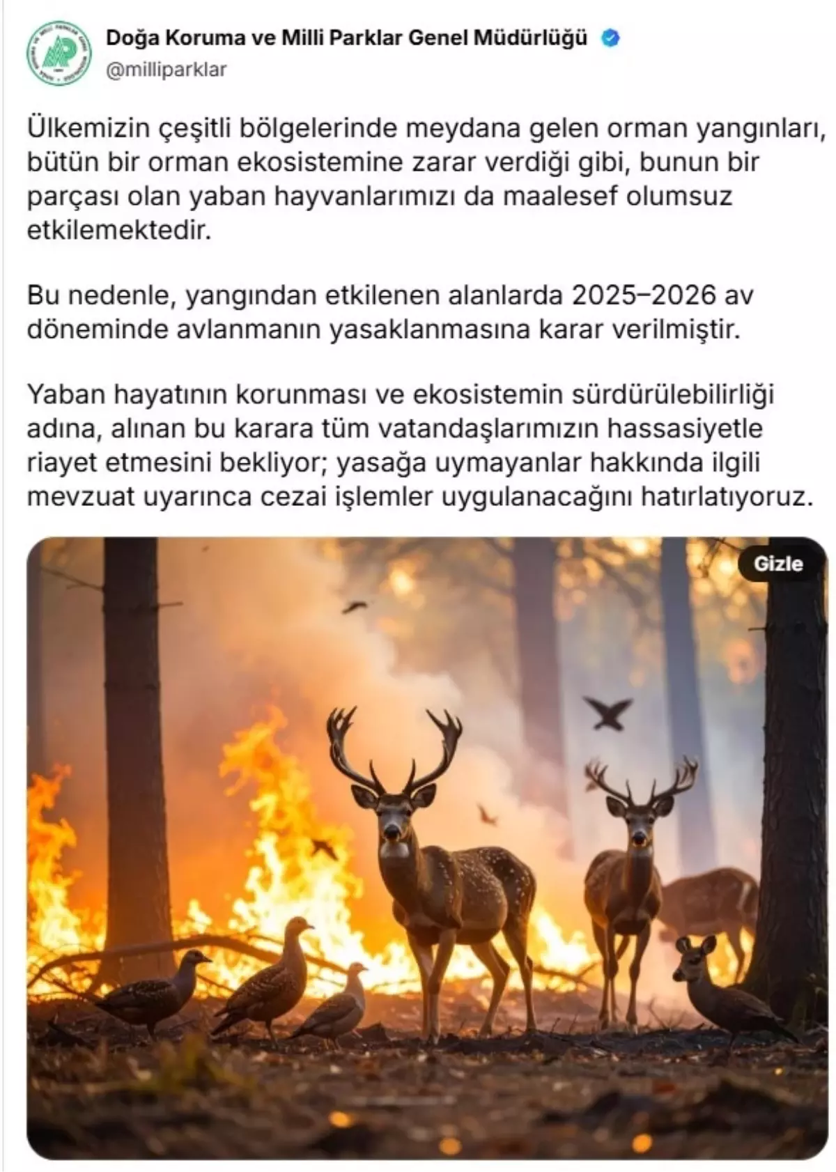 Orman Yangınlarından Etkilenen Alanlarda Avlanma Yasaklandı