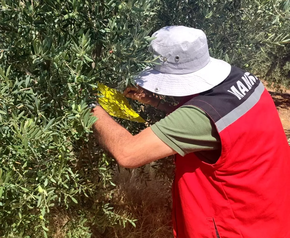 Salihli'de Zeytin Sineği Uyarısı: Üreticiler İlaçlama Yapmalı