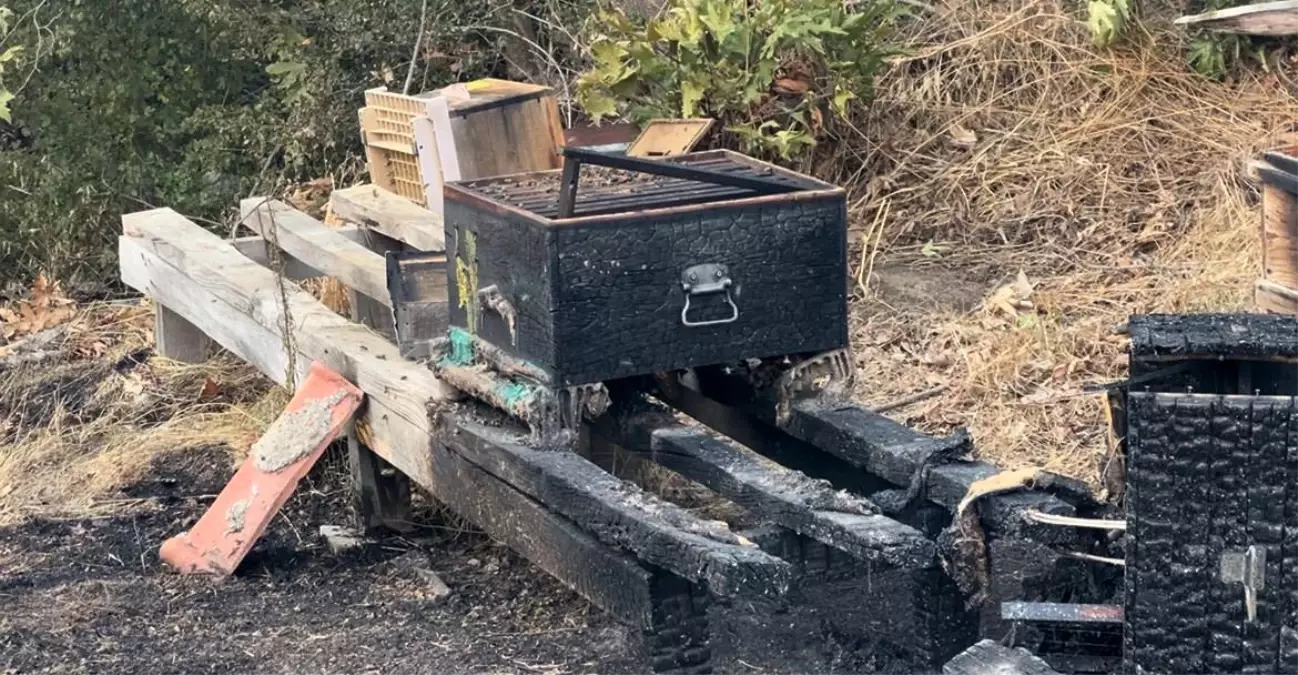 Çanakkale Gelibolu'da Orman Yangını: Arı Kovanları Yanıyor