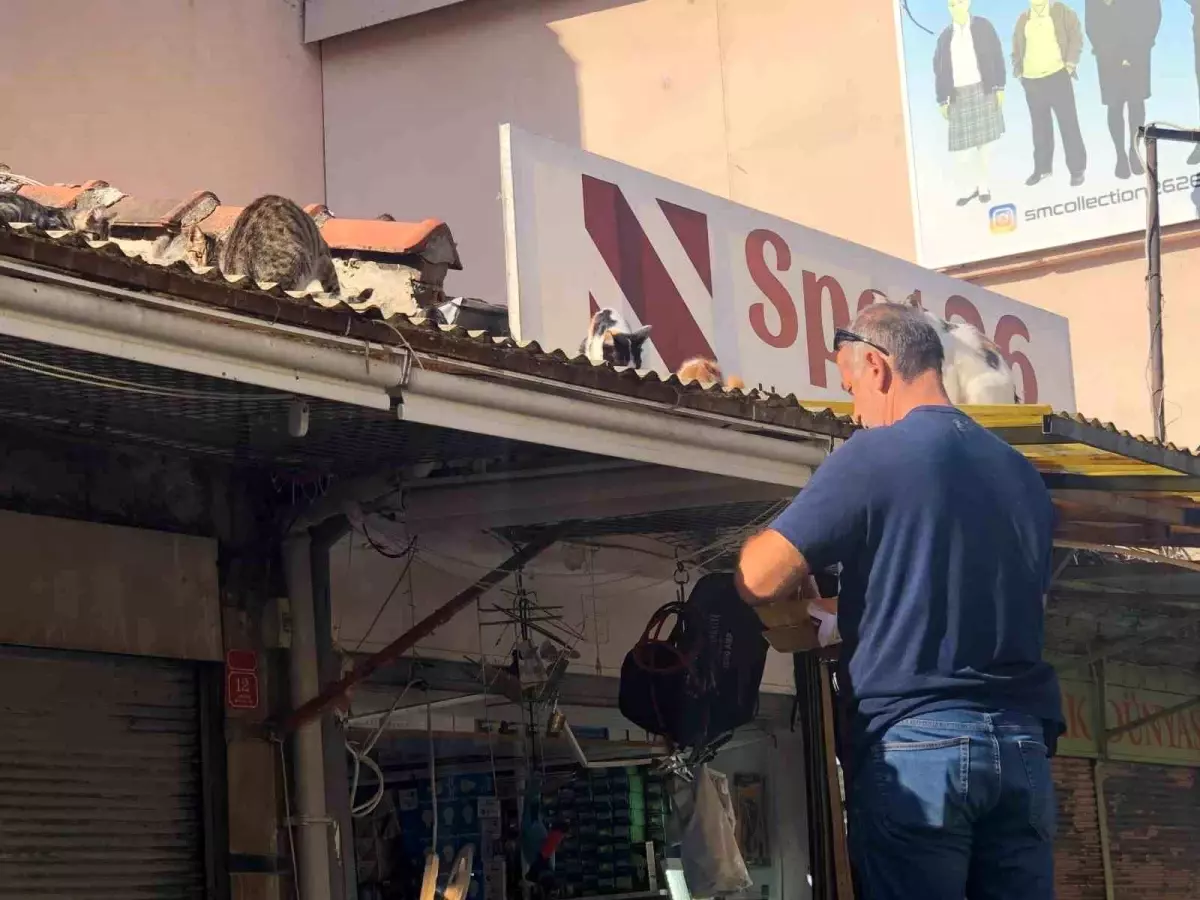 Esnaf, Sokak Kedilerine Her Gün Bakıyor